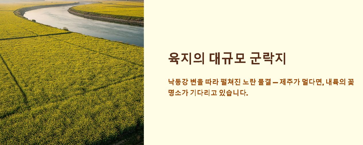 유채꽃 개화시기 가이드