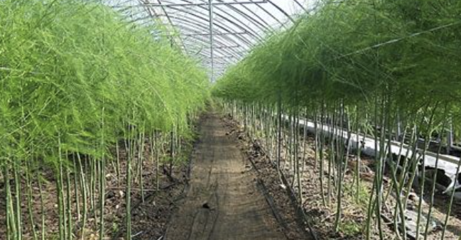 아스파라거스 2