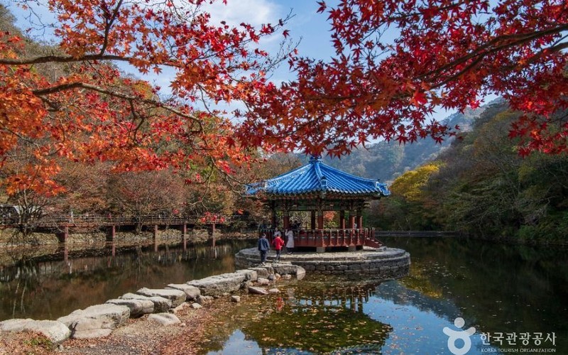 내장산 단풍 2026 미리 보는 절정 시기와 주차&middot;케이블카 예산 동선 총