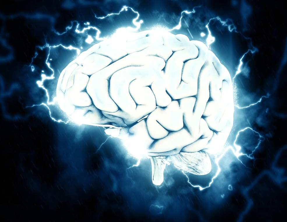 뇌출혈 수술비-뇌 이미지