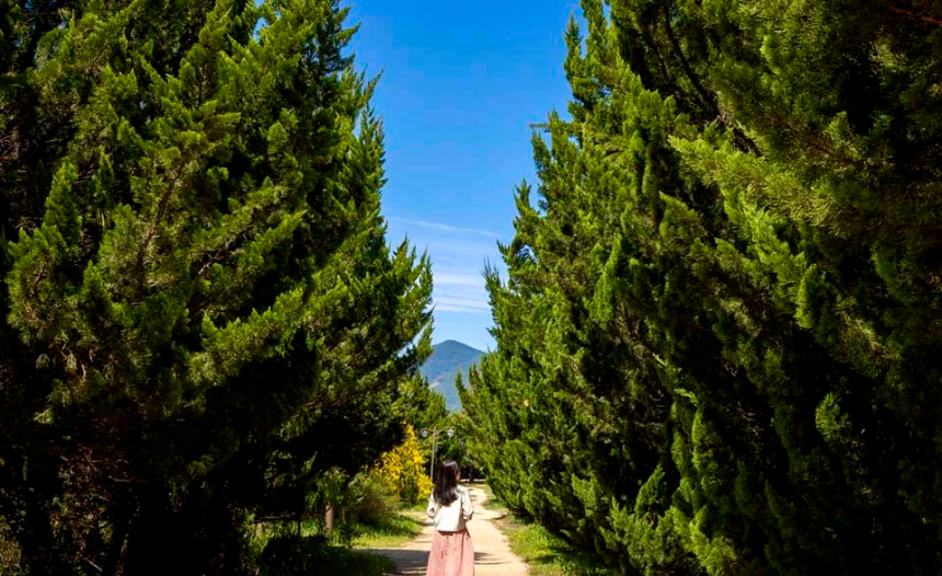 특색있고 아름다운 민간 정원 30선 추천 여행 - 30. 구례 천개의 향나무숲 정원