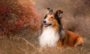 러프콜리/출처:어도비스톡