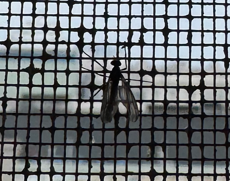 러브버그 퇴치 및 예방법