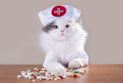 간호사 차림의 고양이.