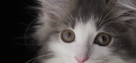 노르웨이인 새끼 고양이.