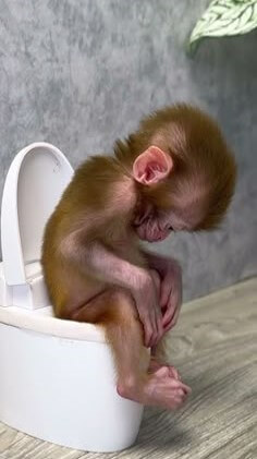 새기-원숭이가-변기에-앉아-무엇인가를-골똘히-생각하는-모습