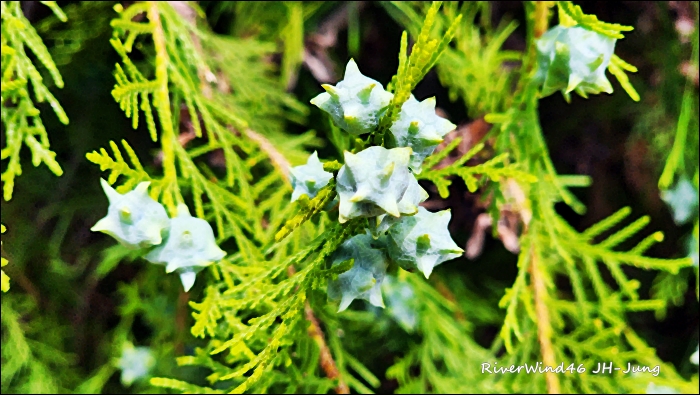 측백나무 열매(柏子仁)