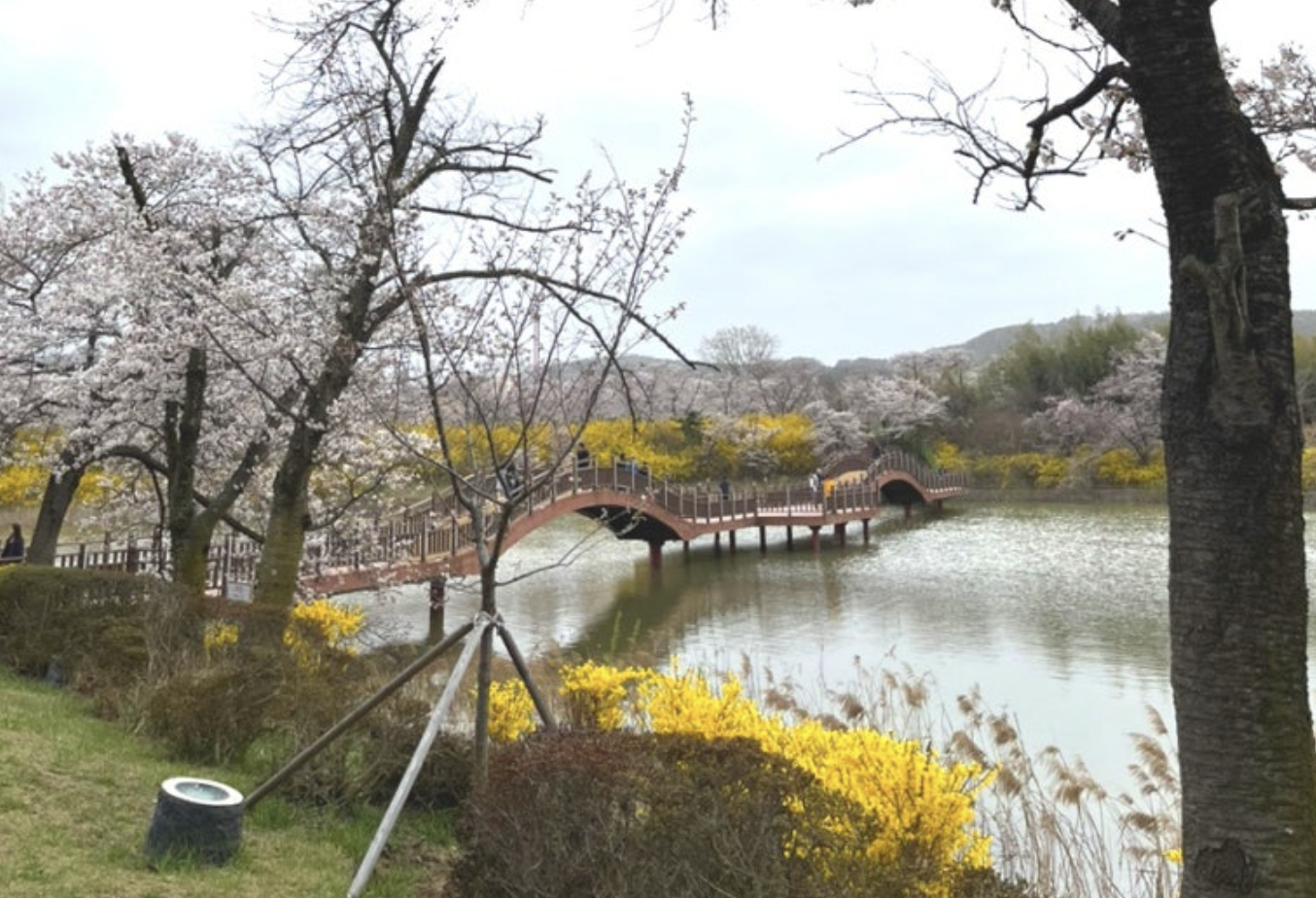 벚꽃 경주 보문단지