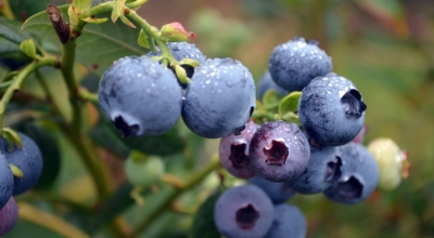 블루베리이미지