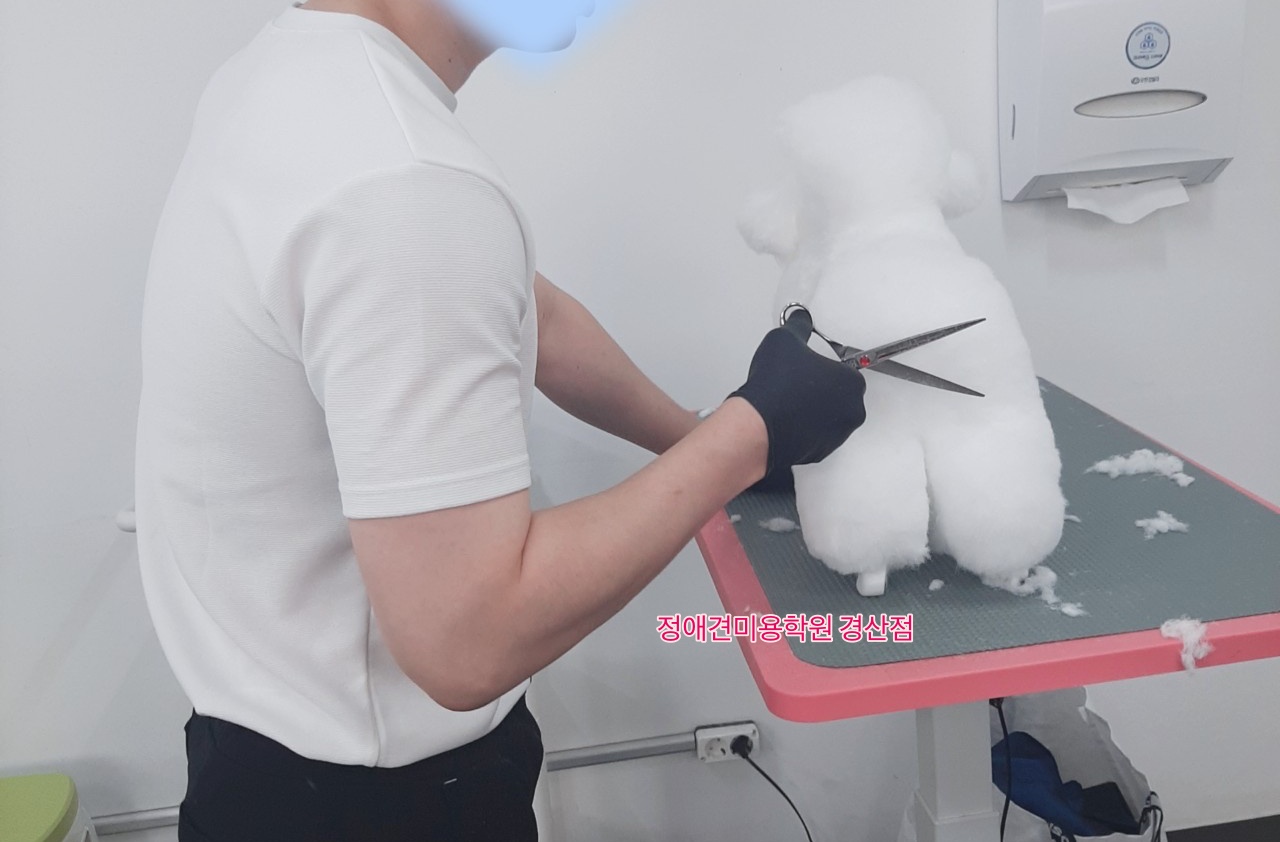 정애견미용학원경산점 대구애견미용학원