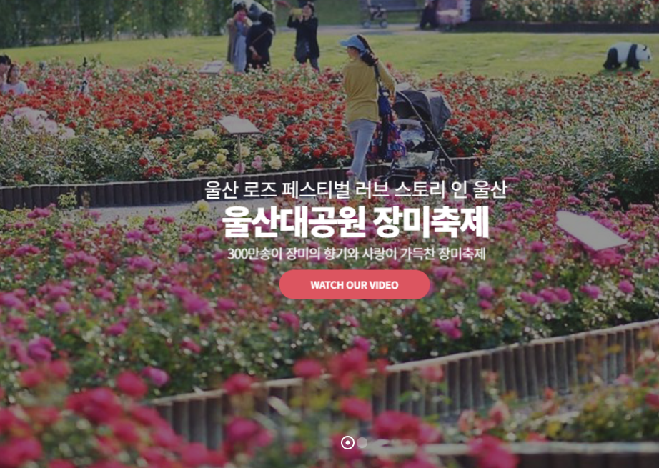 2025 전국 꽃 축제 일정 – 매화, 산수유, 벚꽃, 유채꽃, 철쭉, 장미까지!