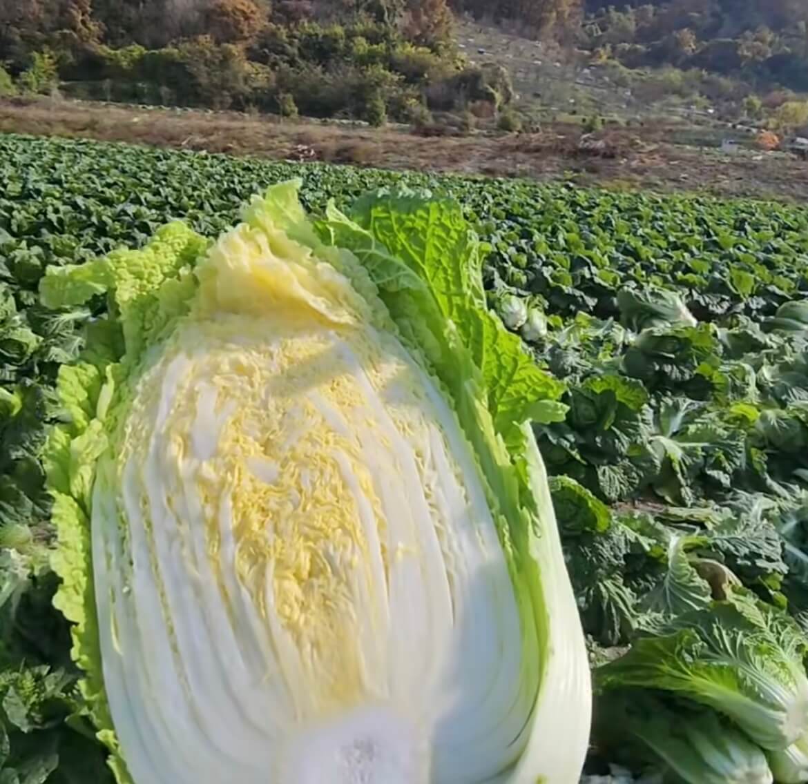 김장철 필독! 절임배추 3일 완성하는 법&amp;#44; 이대로만 하세요 관련사진