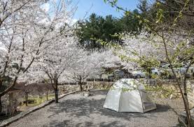 봄꽃 피는 계절, 캠핑