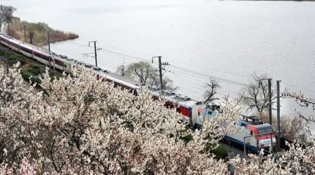 2023 양산 매화 축제