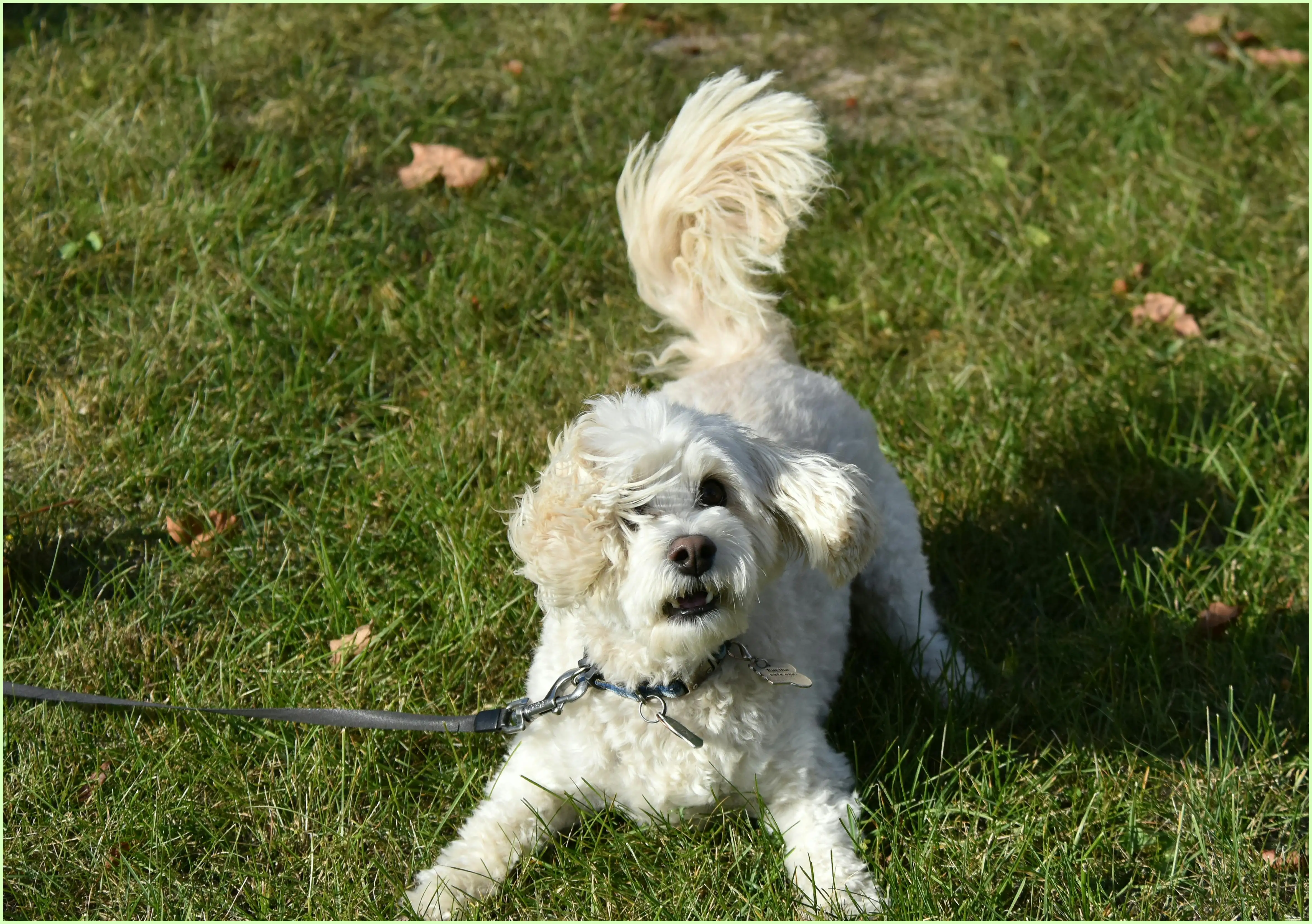 강아지 귤 먹어도 되나요? 소량 급여와 안전한 급여법
