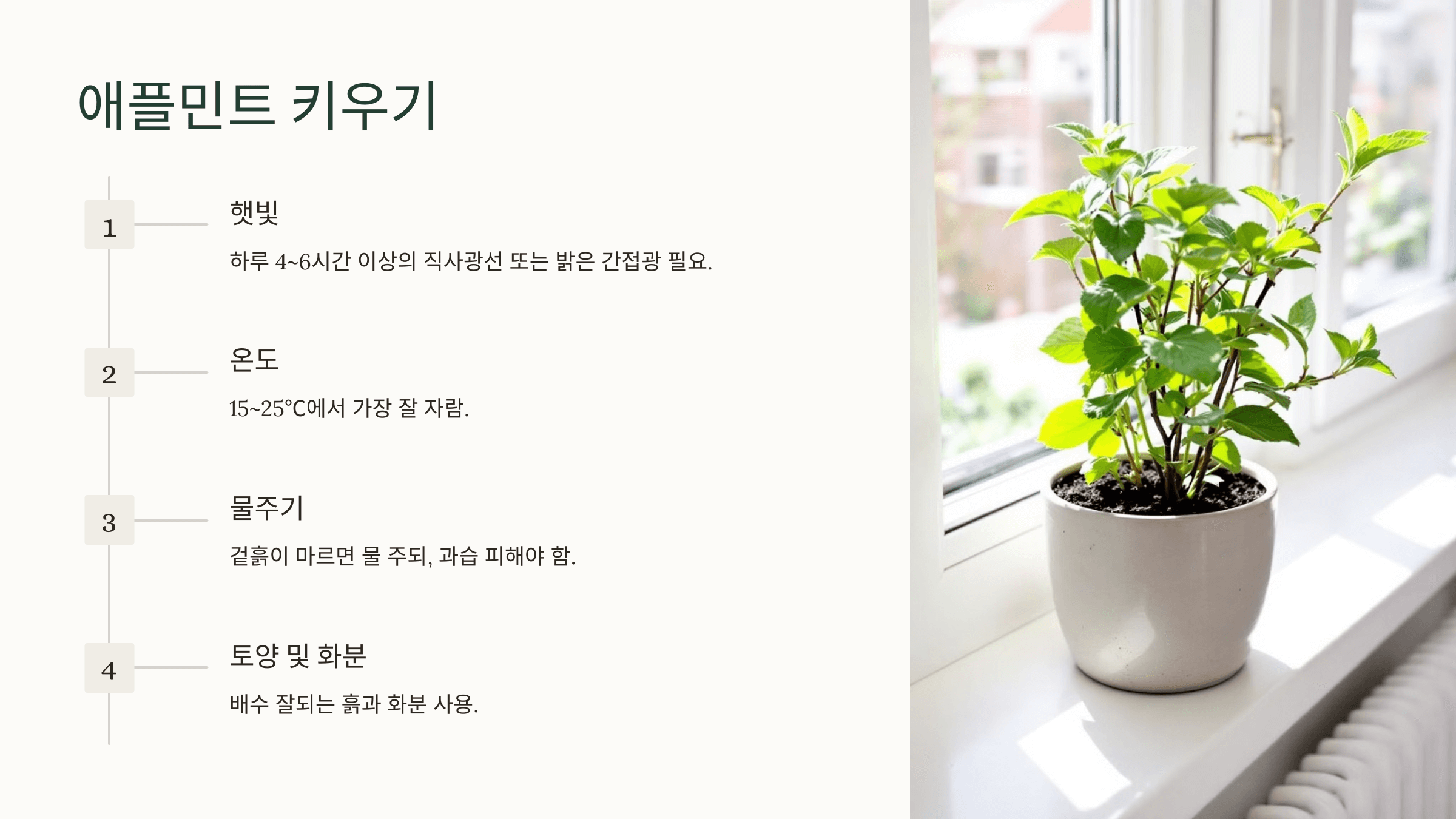 애플민트 사진입니다.