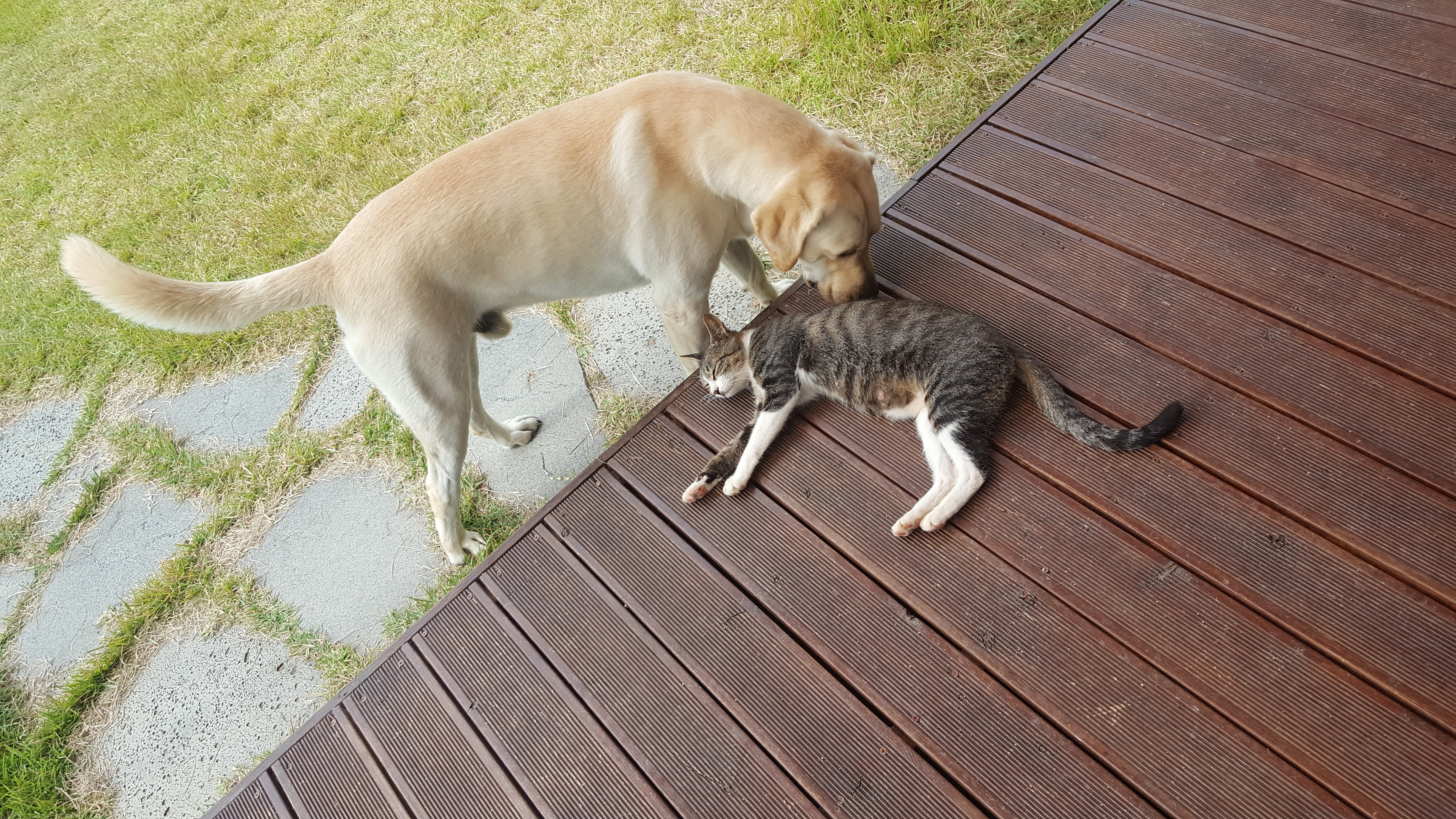 개와 고양이는 친해질 수 있다! 환상의 짝꿍 만드는 비법 대공개 관련 사진