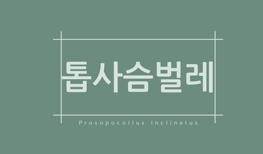 톱사슴벌레(Prosopocoilus inclinatus)