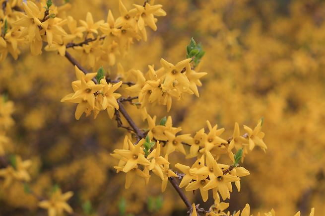 2024-개나리-개화시기