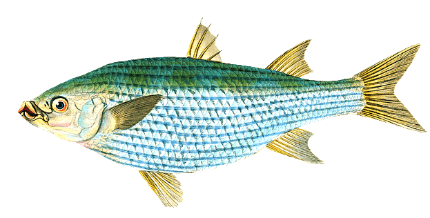 숭어 한 마리가 있다. 배는 하얀 색이고 등은 푸른색이다. 몸통은 제법 통통하다.