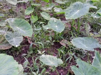 토란 재배 종자구 선택 고랑 관리 습도 조절_2