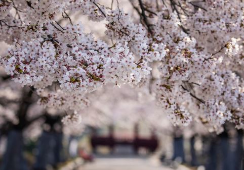 성북 벚꽃 