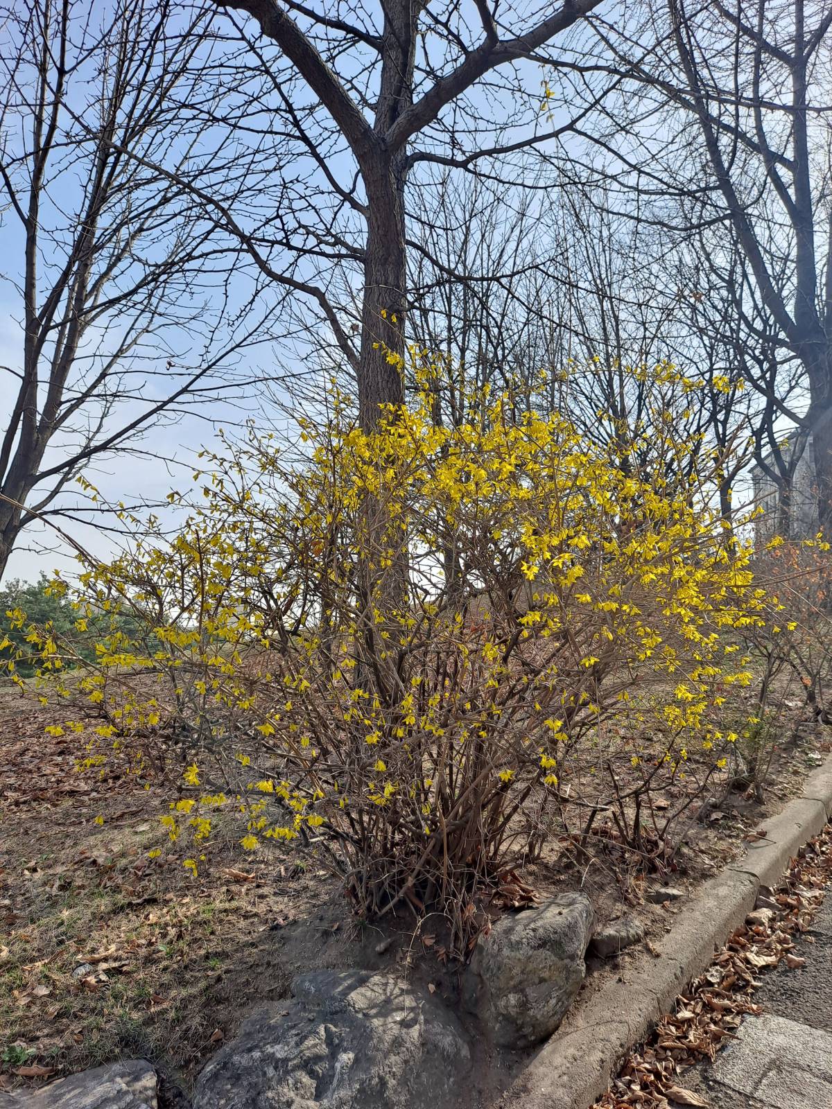 인천대 개나리