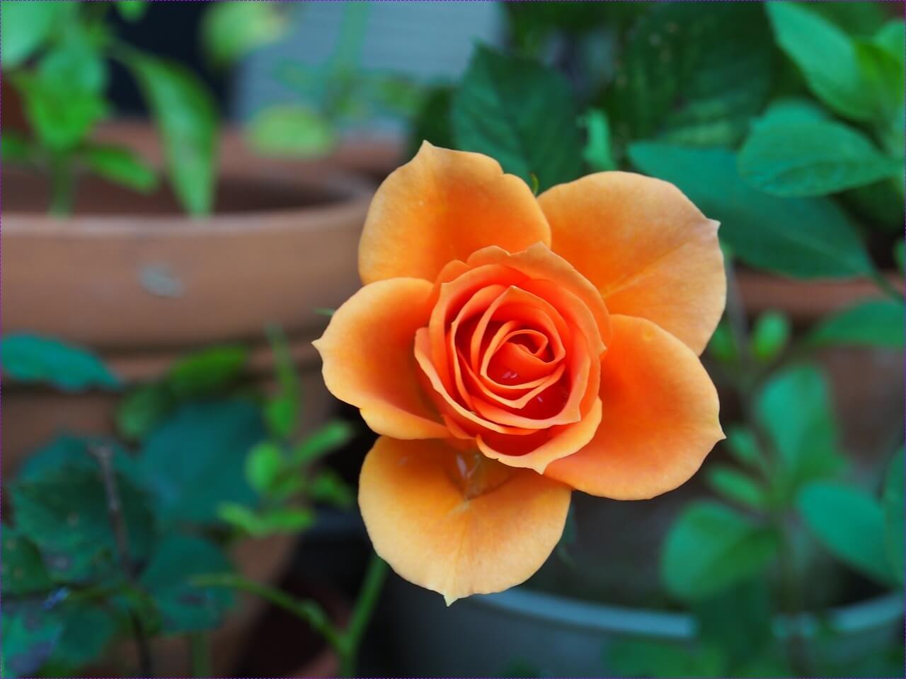본죽 창업비용