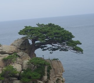 하조대-소나무
