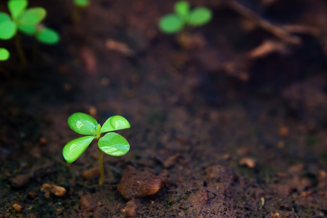 Soil