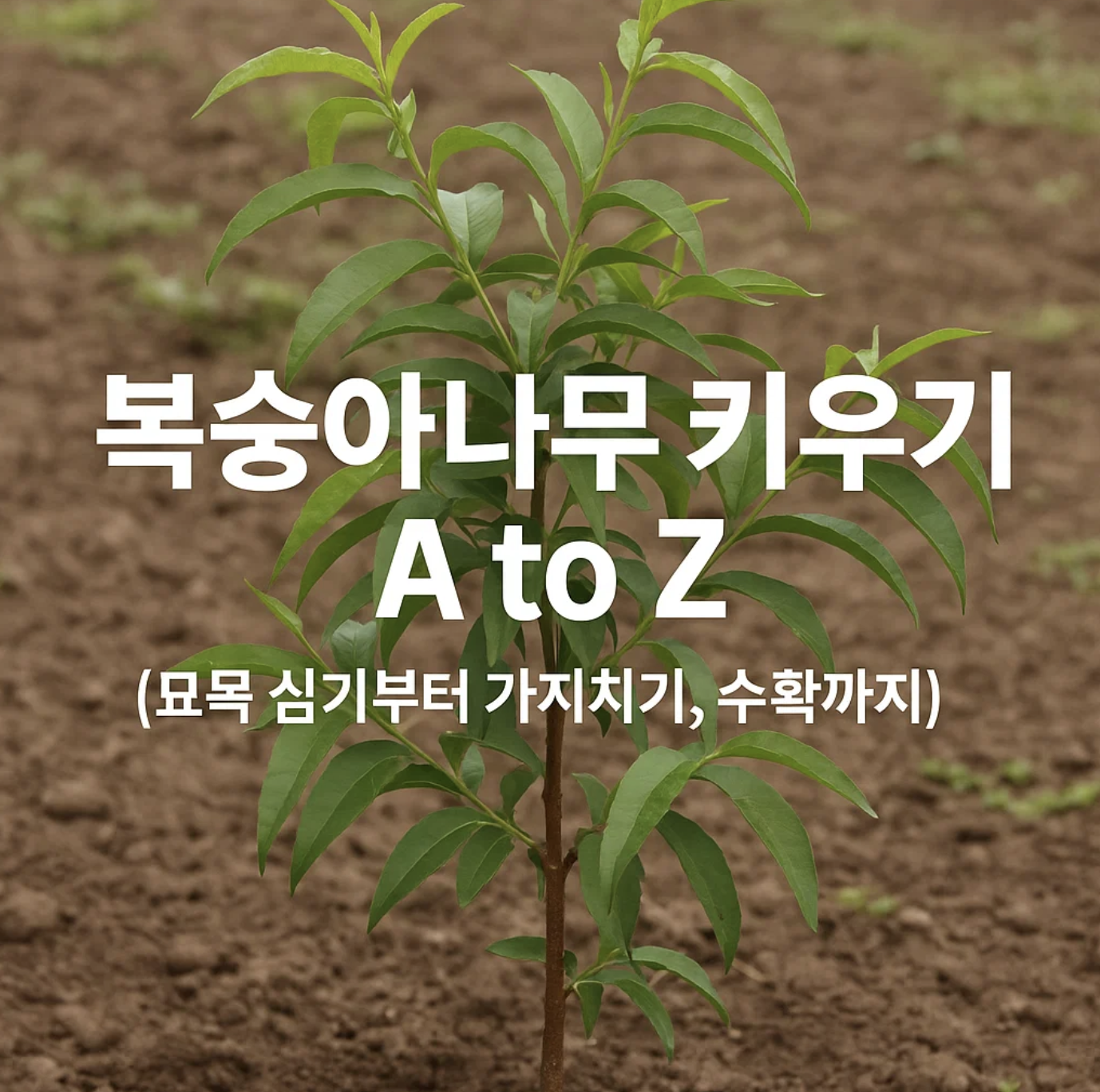 복숭아나무 키우기 A to Z (묘목 심기부터 가지치기, 수확까지)