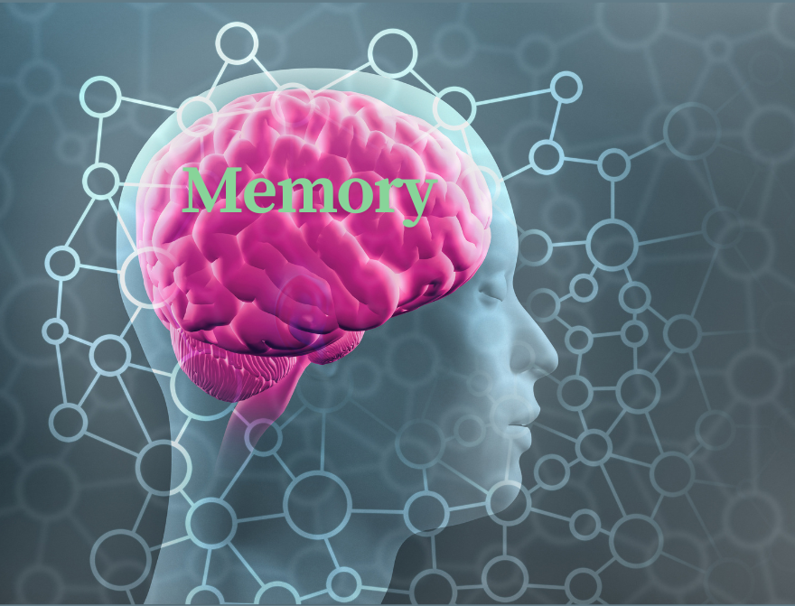 뇌 이미지와 'Memory' 텍스트가 포함된 그래픽 via canva