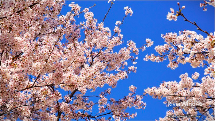 벚꽃과파란하늘