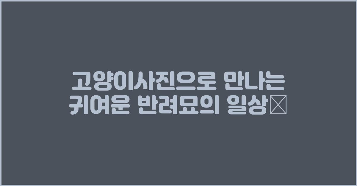 고양이사진
