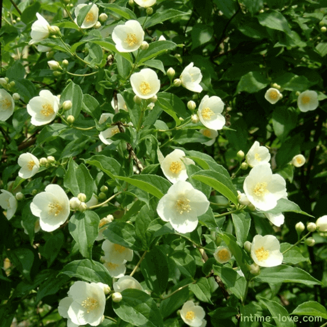 오이 향이 나는 순백의 고광나무