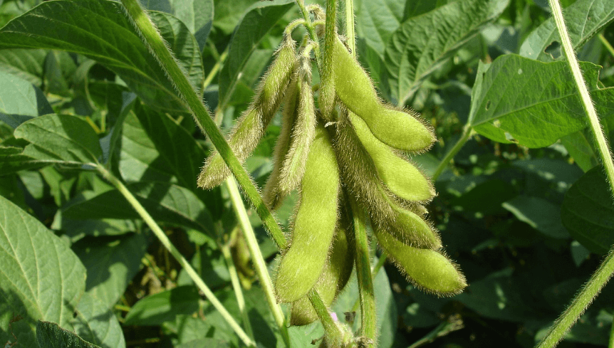 단백질 많은 음식 사진 - 12