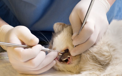 수의사에게 치아를 진찰받고 있는 고양이.