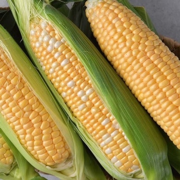 초당옥수수 삶는 방법(버터구이, 솥밥 등)