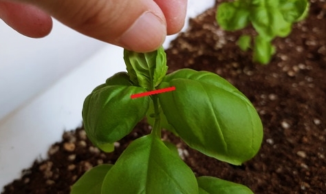 바질의 새순을 잡은 모습