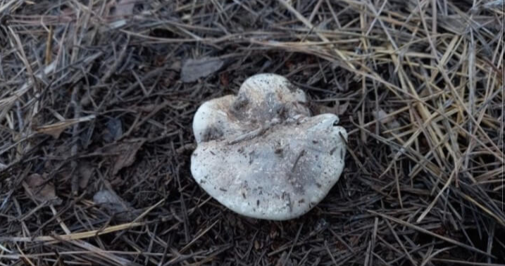 야생 식용버섯 종류 사진과 이름1