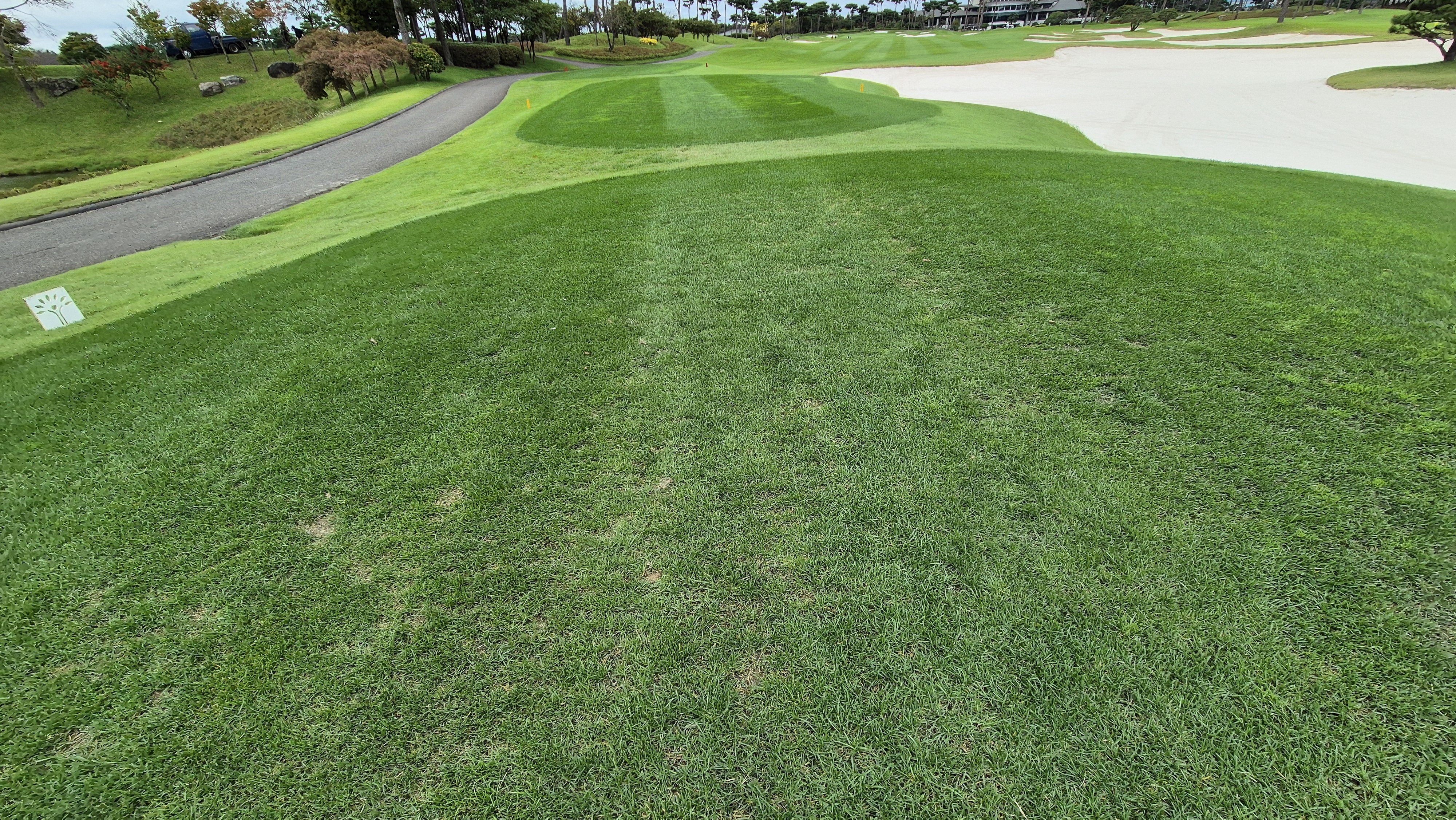 파인스톤cc 티잉구역 상태