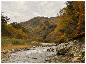 홍천은행나무숲