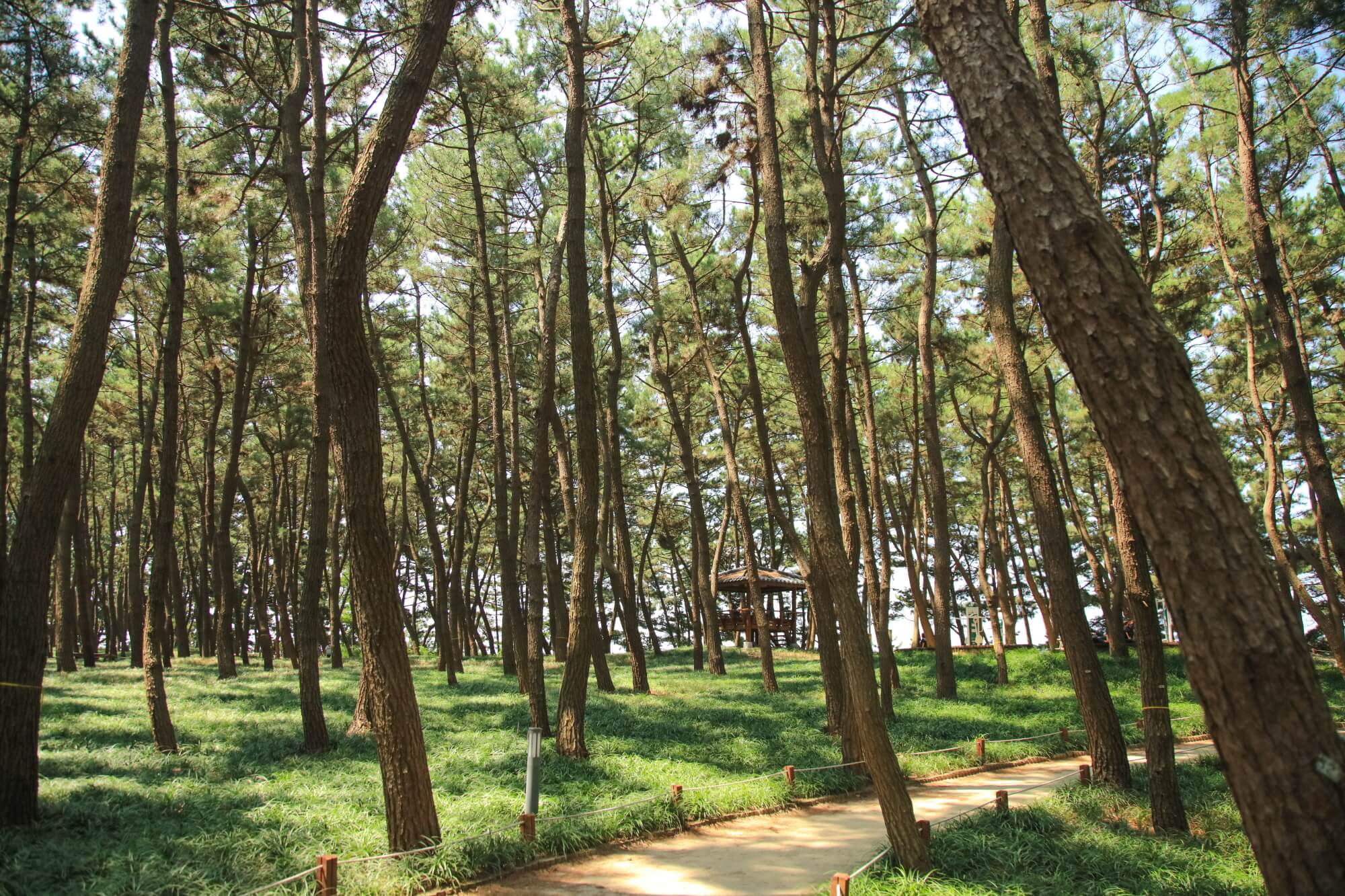 서천 장항 송림산림욕장 스카이워크