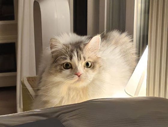 노르웨이 숲 고양이 기본 정보