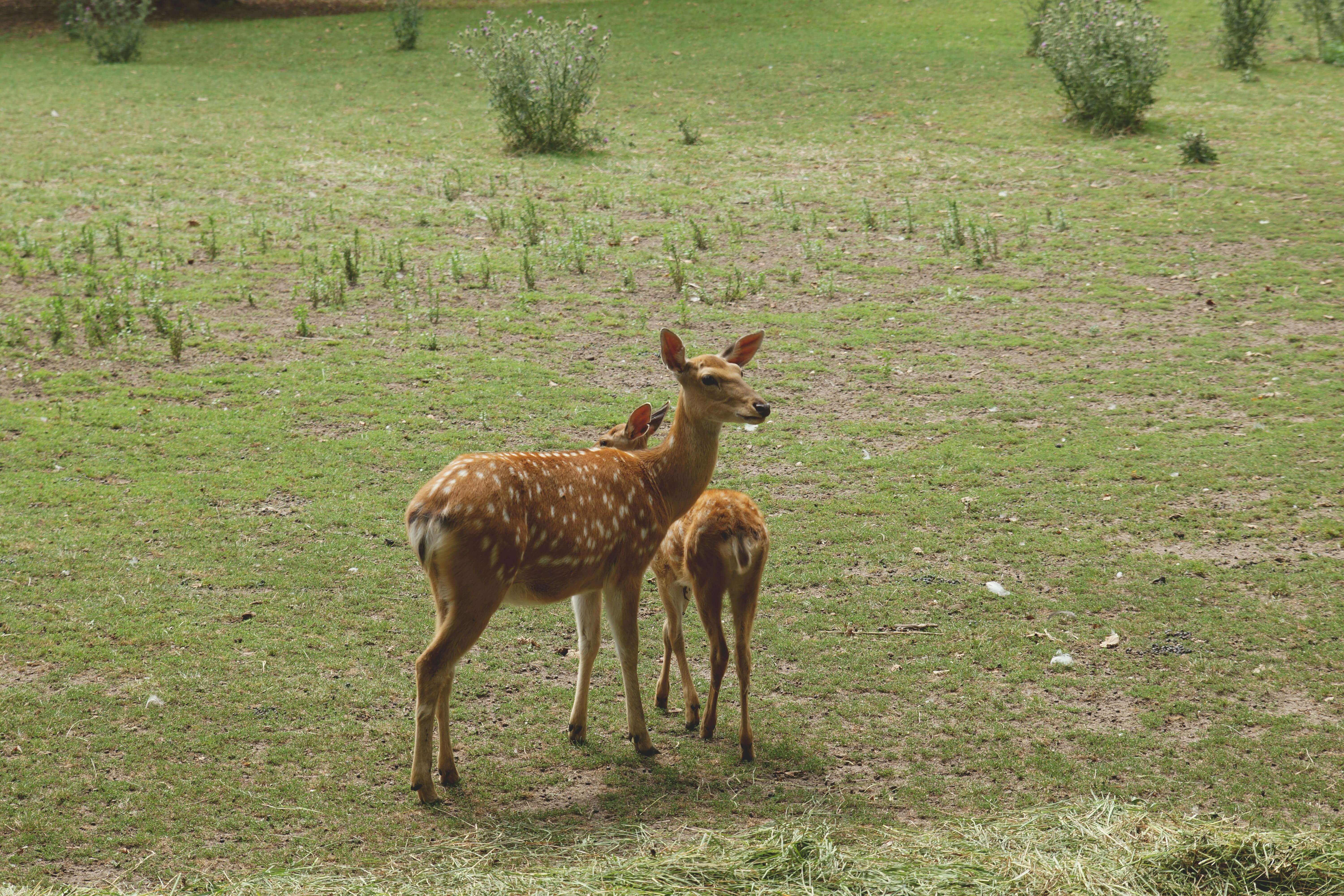 꿈해몽 : 사슴 관련(쓰다듬는&amp;#44; 사슴 떼&amp;#44; 도망치는&amp;#44; 공격하는&amp;#44; 새끼 등)