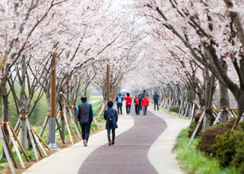 부산 강서구 벚꽃 축제