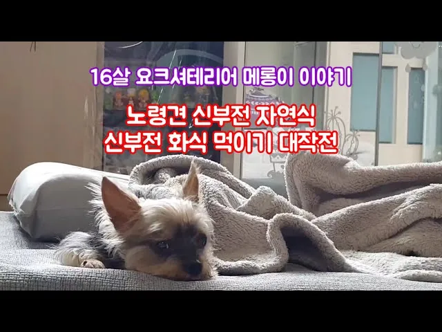 노령견 신부전2기 자연식 화식 레시피 건강식_4