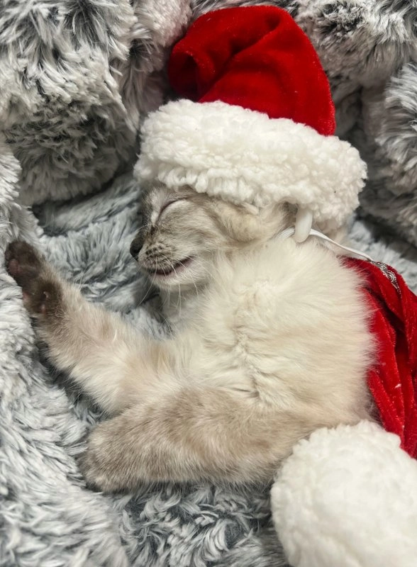잠든 겨울 고양이 산타