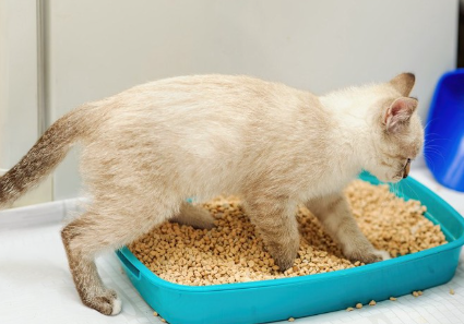 화장실에 들어가는 고양이.