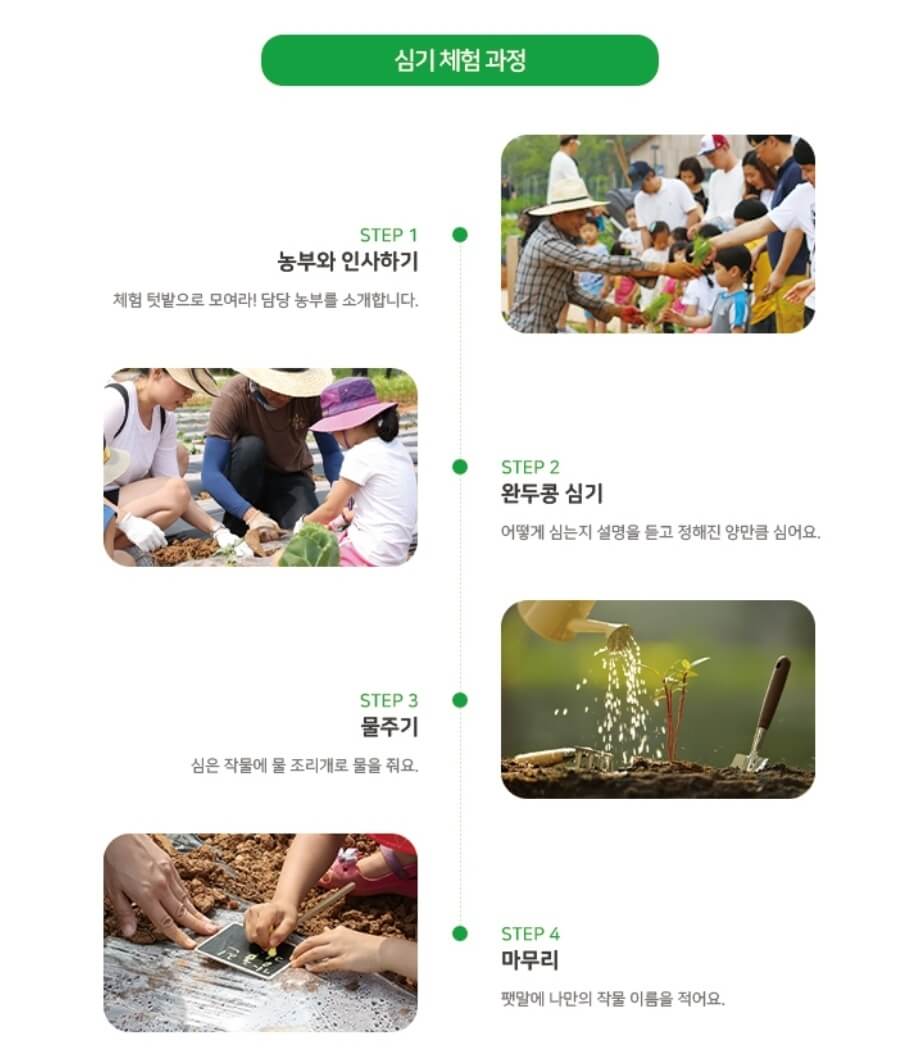 완두콩 심기 체험 과정